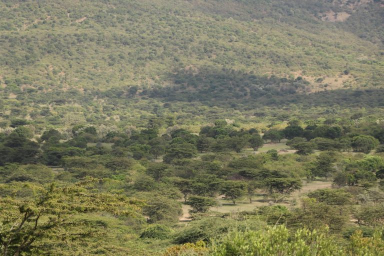 Maasai Mara view from Maasai Mara